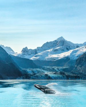 Alaska Cruise – Land Only