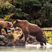 Alaska Cruise – Land Only