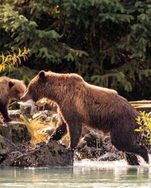 Alaska Cruise – With Air