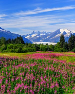 Alaska Cruise – Land Only